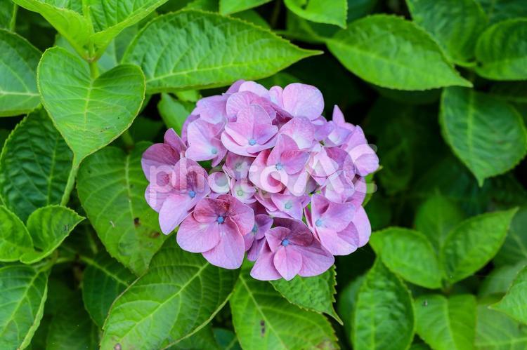 紫陽花　アジサイ　あじさい あじさい,アジサイ,フラワーの写真素材