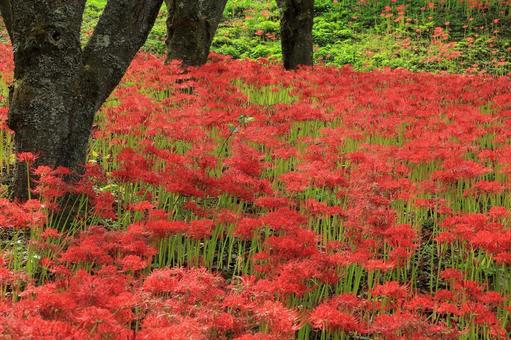 木立に咲く彼岸花-1 木立に咲く彼岸花-1の写真