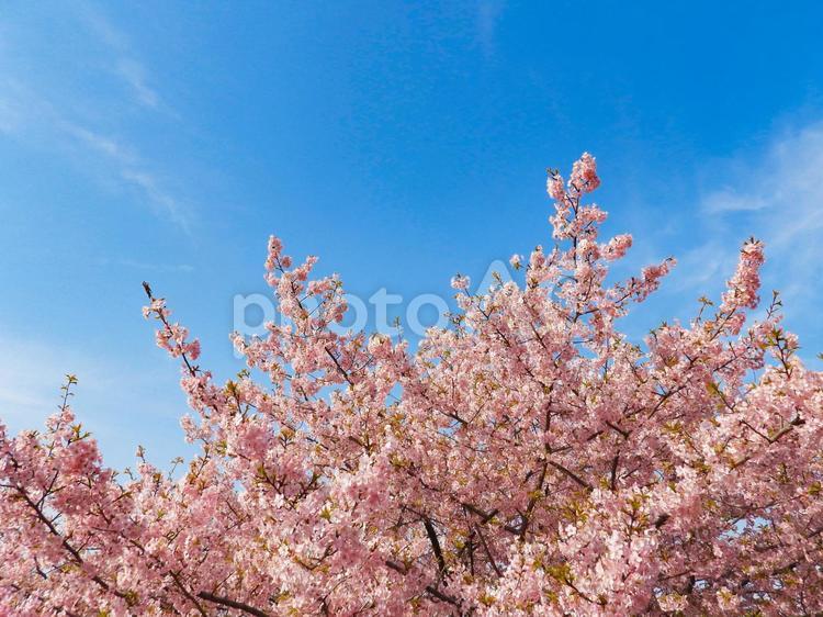 春イメージ〜青空と満開の河津桜 河津桜,カワヅザクラ,春イメージの写真素材