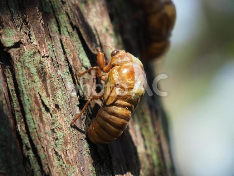 羽化真っ最中の蝉 蝉,セミ,羽化の写真素材
