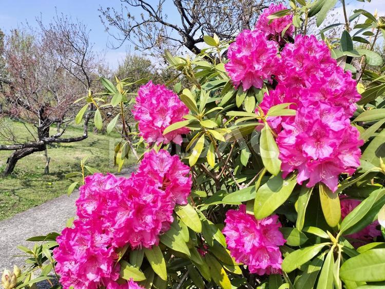 セイヨウシャクナゲの花 セイヨウシャクナゲ,西洋石楠花,小田原フラワーガーデンの写真素材