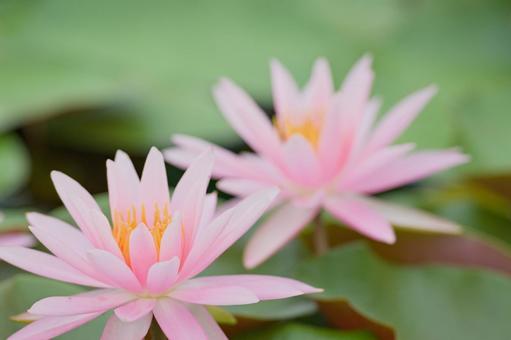 スイレン スイレン 睡蓮,花,草花の写真素材