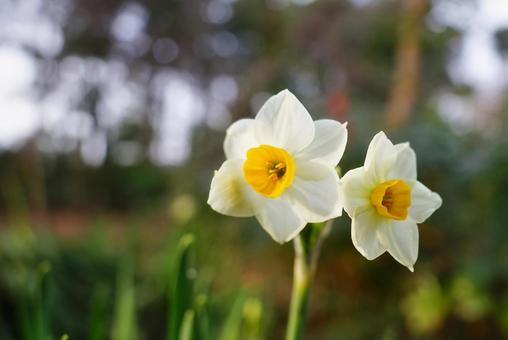 水仙の花 スイセン,水仙,花の写真素材