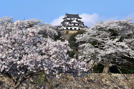 彦根城 城,彦根,彦根城の写真素材