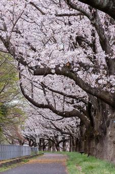 満開の桜 桜,花見,桜並木の写真素材