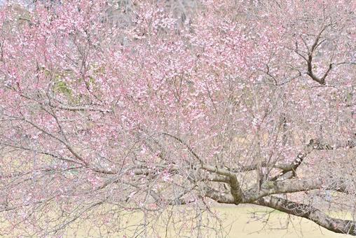 満開の桜 満開の桜の写真