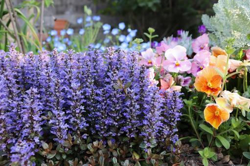 庭の綺麗な花 庭の綺麗な花の写真