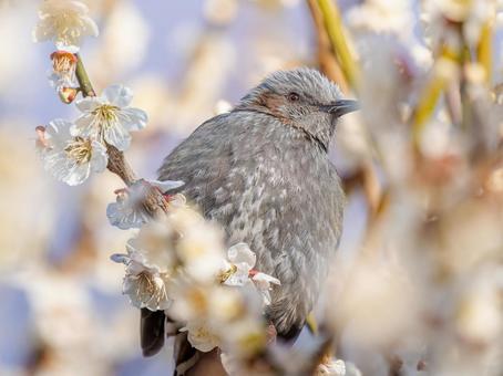 梅の花とヒヨドリ 梅の花とヒヨドリの写真