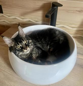 くつろぐ猫 くつろぐ猫 バスルーム,洗面台,猫の写真素材