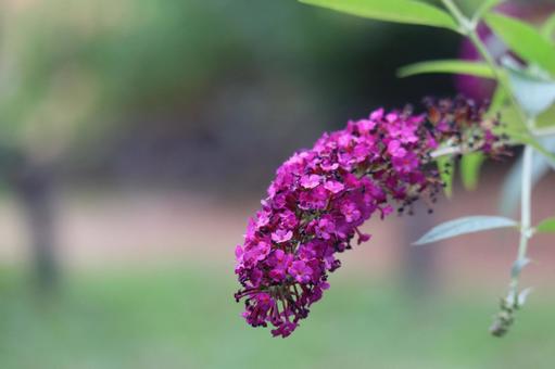 紫色の花びらのフサフジウツギの花のアップ 紫色の花びらのフサフジウツギの花のアップ 紫色,花びら,フサフジウツギの写真素材