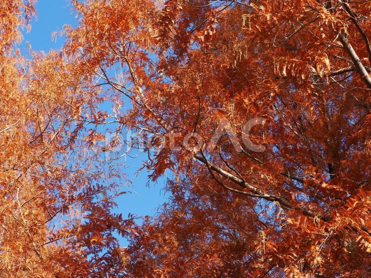 秋模様 背景,壁紙,テクスチャの写真素材