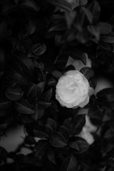 花 花の写真
