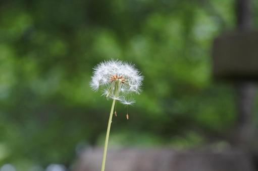 たんぽぽの綿毛 たんぽぽ,綿毛,ふわふわの写真素材