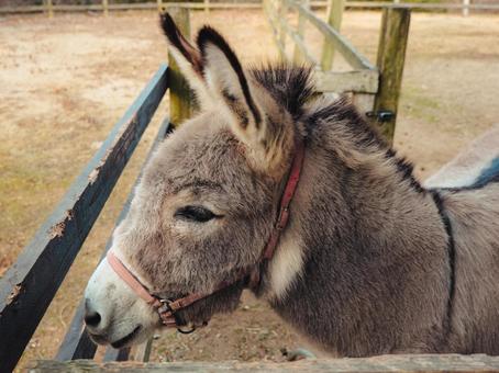 ロバ ロバ,動物,欧米の写真素材