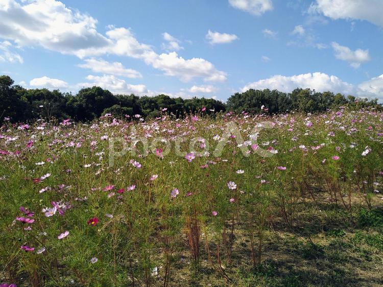 公園で咲く満開のコスモス 赤,夏,公園の写真素材