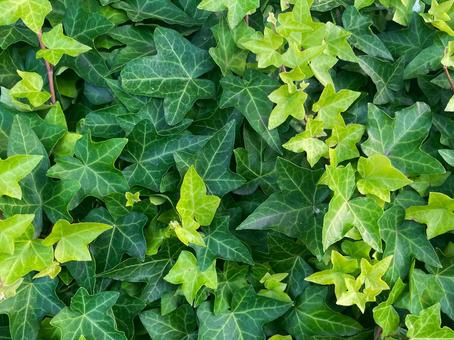 Photo, ivy, hedera, green, 