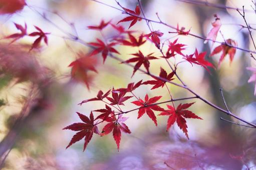 美しい秋の紅葉 美しい秋の紅葉 紅葉,秋,もみじの写真素材
