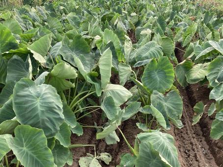 野菜・サトイモ サトイモ,畑,土の写真素材