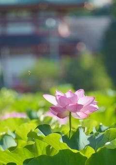 Ohga lotus of Shinobazu Pond, JPG