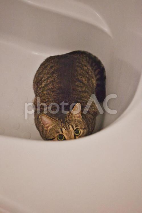 バスルームでいたずらをする猫 壁紙,素材,背景の写真素材