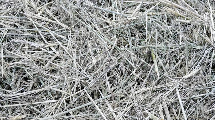 刈り取られた枯れ草B 枯れ草,テクスチャ,除草の写真素材