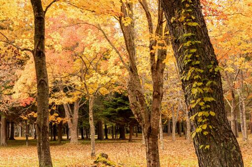 Autumn forest, jesienne liście, klon, hokkaido, JPG