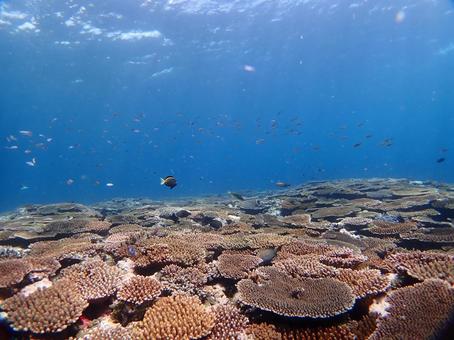 沖縄の海　ダイビング ダイビング,スキューバダイビング,海の写真素材