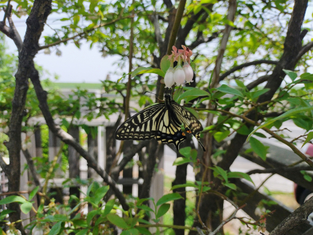 Swallowtail butterfly sucking nectar, JPG Swallowtail butterfly sucking nectar, JPG