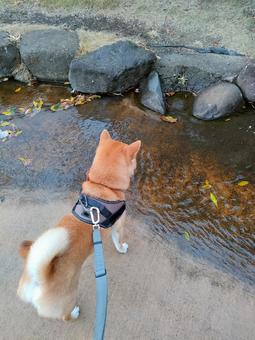 公園の小川で何かを見つけた柴犬くるみ! 公園の小川で何かを見つけた柴犬くるみ! 犬,柴犬,shibainuの写真素材