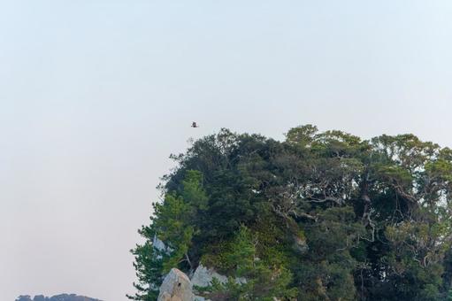 森の上空を飛ぶ猛禽類のシルエット 森の上空を飛ぶ猛禽類のシルエットの写真