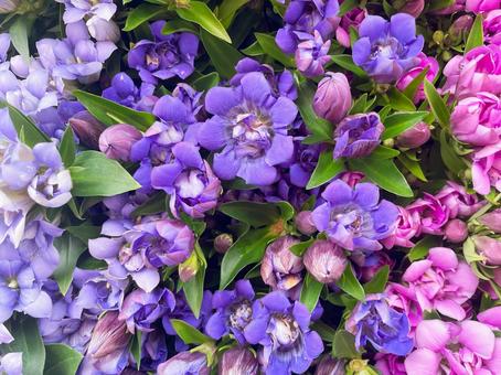 紫とピンクが鮮やかなリンドウの花 紫とピンクが鮮やかなリンドウの花 リンドウ,竜胆,花の写真素材