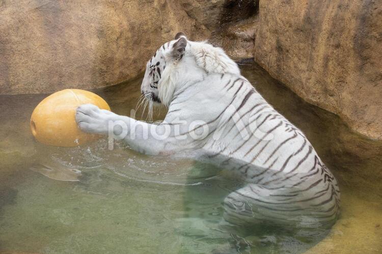 ホワイトタイガー・ボール遊び ホワイトタイガー,猛獣,絶滅危惧種の写真素材