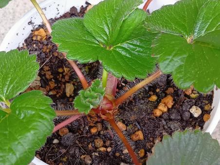 イチゴの栽培 栽培,イチゴ,白蜜香の写真素材