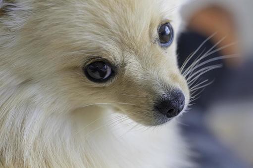 ポメラニアン【生後約8か月】 ポメラニアン,ふわふわ,もふもふの写真素材