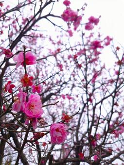 寒空に咲く梅の花　冬　初春　2月ピンク系 梅,花,ピンクの写真素材