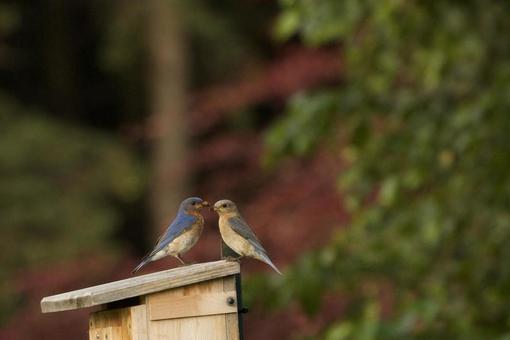Eastern Thrush, JPG Eastern Thrush, JPG