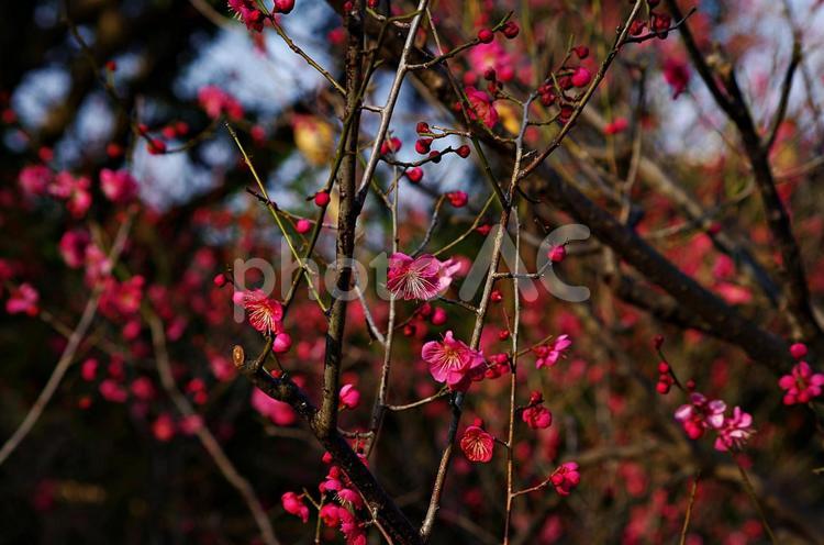梅の花咲く季節 梅,紅梅,赤い梅の写真素材