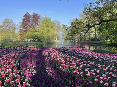 キューケンホフ公園 キューケンホフ,チューリップ,アムステルダムの写真素材