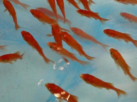 金魚ボケ背景-10 背景,ボケ,金魚の写真素材