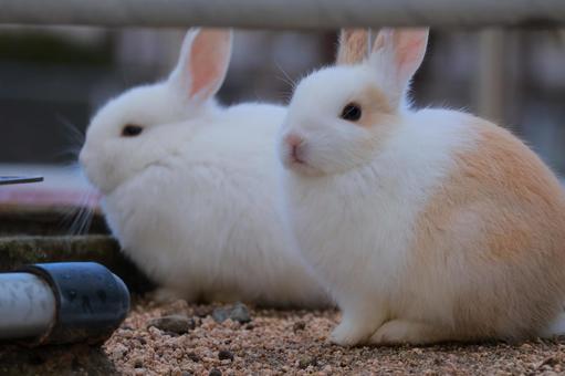 ウサギの赤ちゃんたち ウサギの赤ちゃんたち ウサギ,うさぎ,兎の写真素材