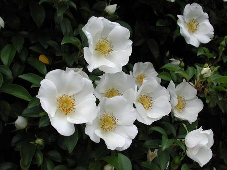 ハナミズキ・花水木 ハナミズキ・花水木の写真