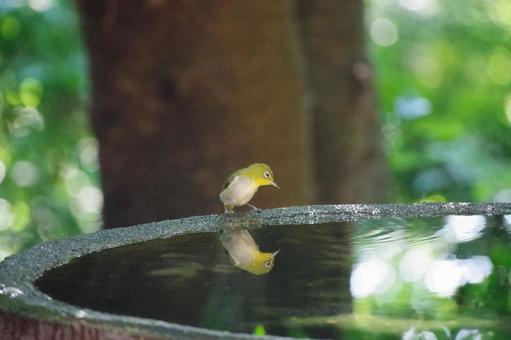 メジロの水浴びの写真