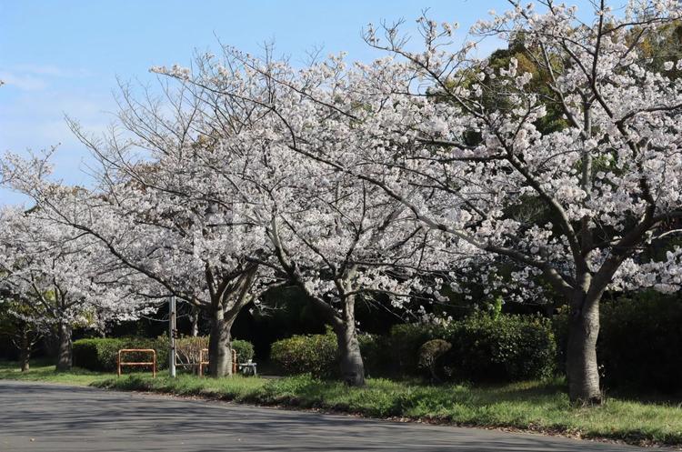 桜並木 桜,サクラ,桜並木の写真素材