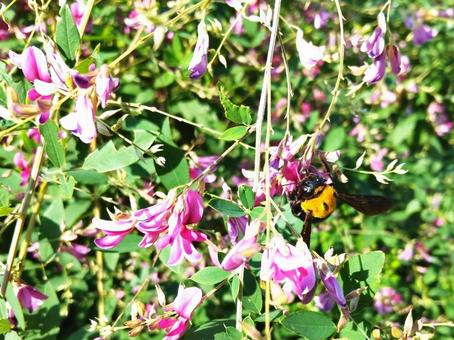 萩の花粉や蜜を食べるクマバチ 萩の花粉や蜜を食べるクマバチの写真