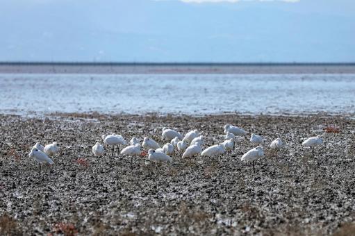 クロツラヘラサギの群れ ヘラサギ,クロツラヘラサギ,鳥の写真素材