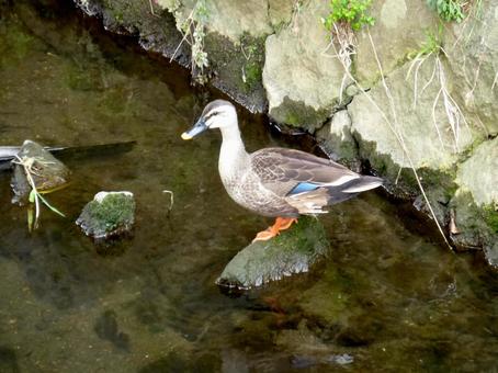 川の石の上でくつろぐカルガモ 川の石の上でくつろぐカルガモの写真