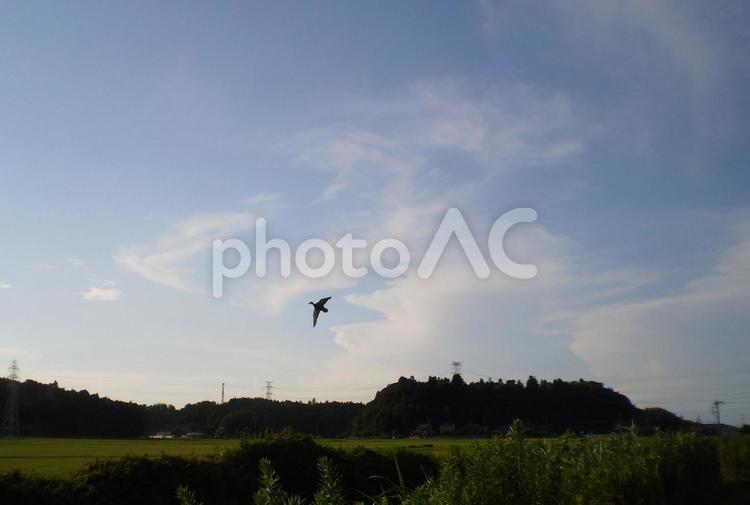 鳥の動きを投影したような雲 雲,鳥,映すの写真素材