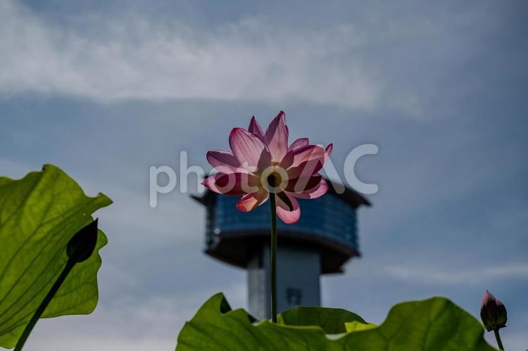 古代蓮の里2025年 蓮,ハス,花の写真素材