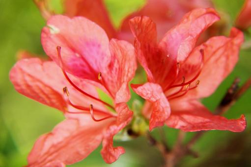 Azalea, JPG