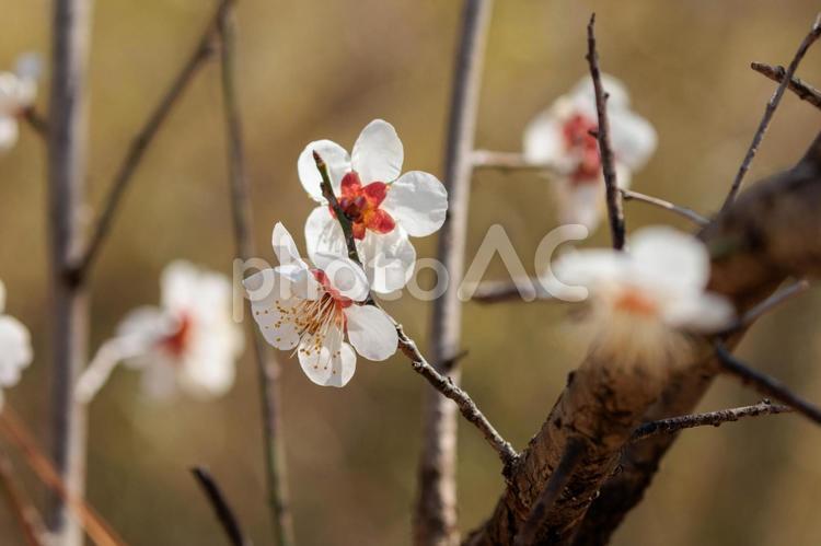 梅の香りが早春を告げる 梅,白梅,花の写真素材